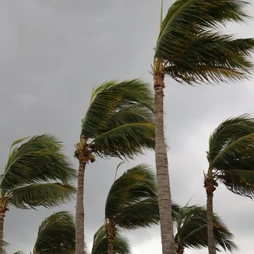 Palm trees bending under strong wind against a stormy sky.