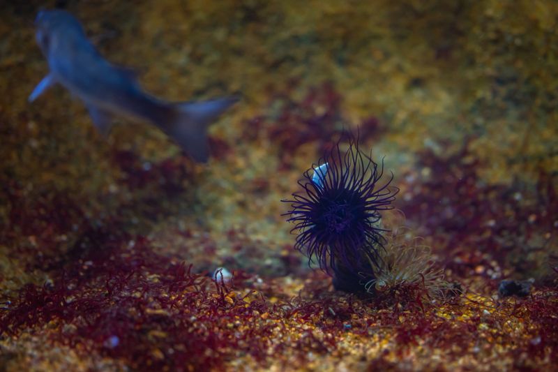 A fish swims near a sea urchin in the underwater landscape