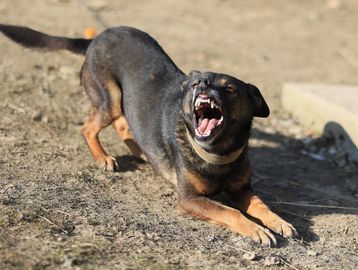 A dog showing fear aggression who needs help with dog behavior modification.