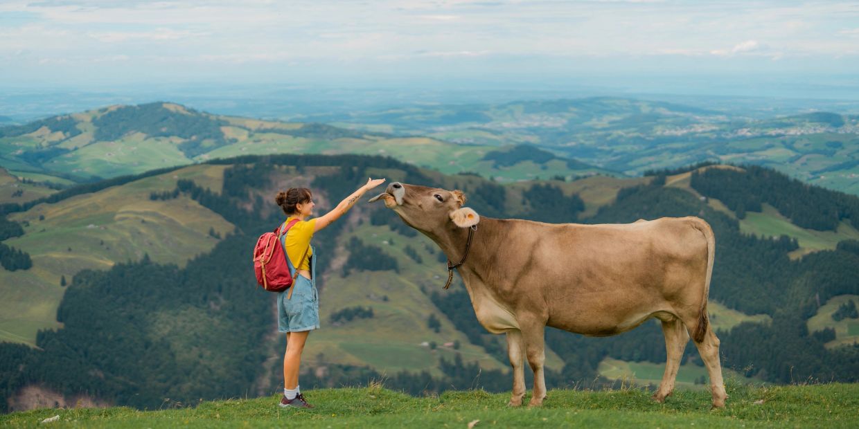 Girl touching cow's nose in scenic hills.