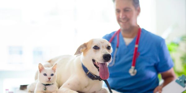 Dog and cat with veterinarian.