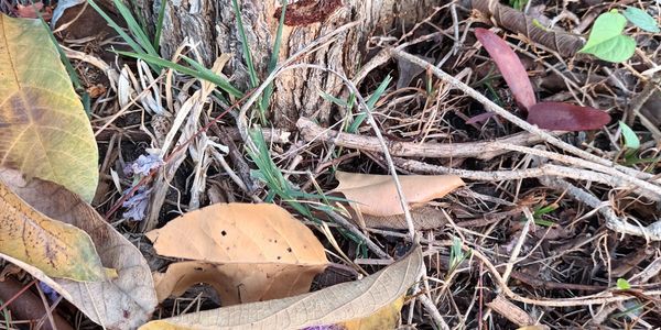 Dry leaves, twigs, and grass on the forest floor.