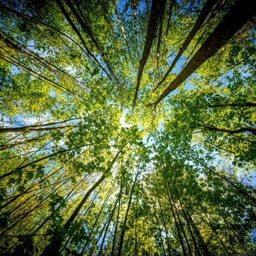 A bottom Clip with long tree