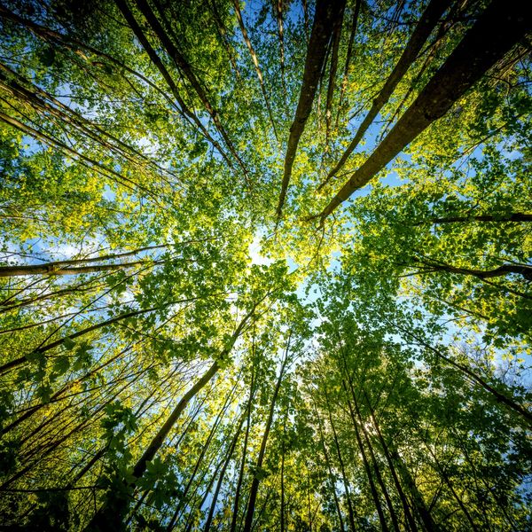 A picture of tall, green trees where the camera lens is at the base of the trees looking up