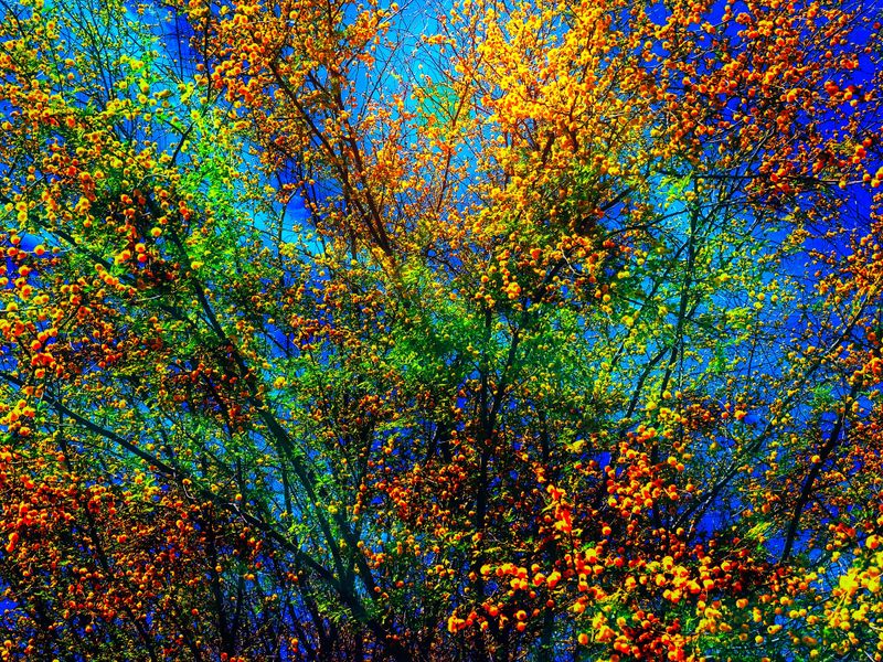 This desert blossoming tree came alive in front of a blue sky and white clouds.