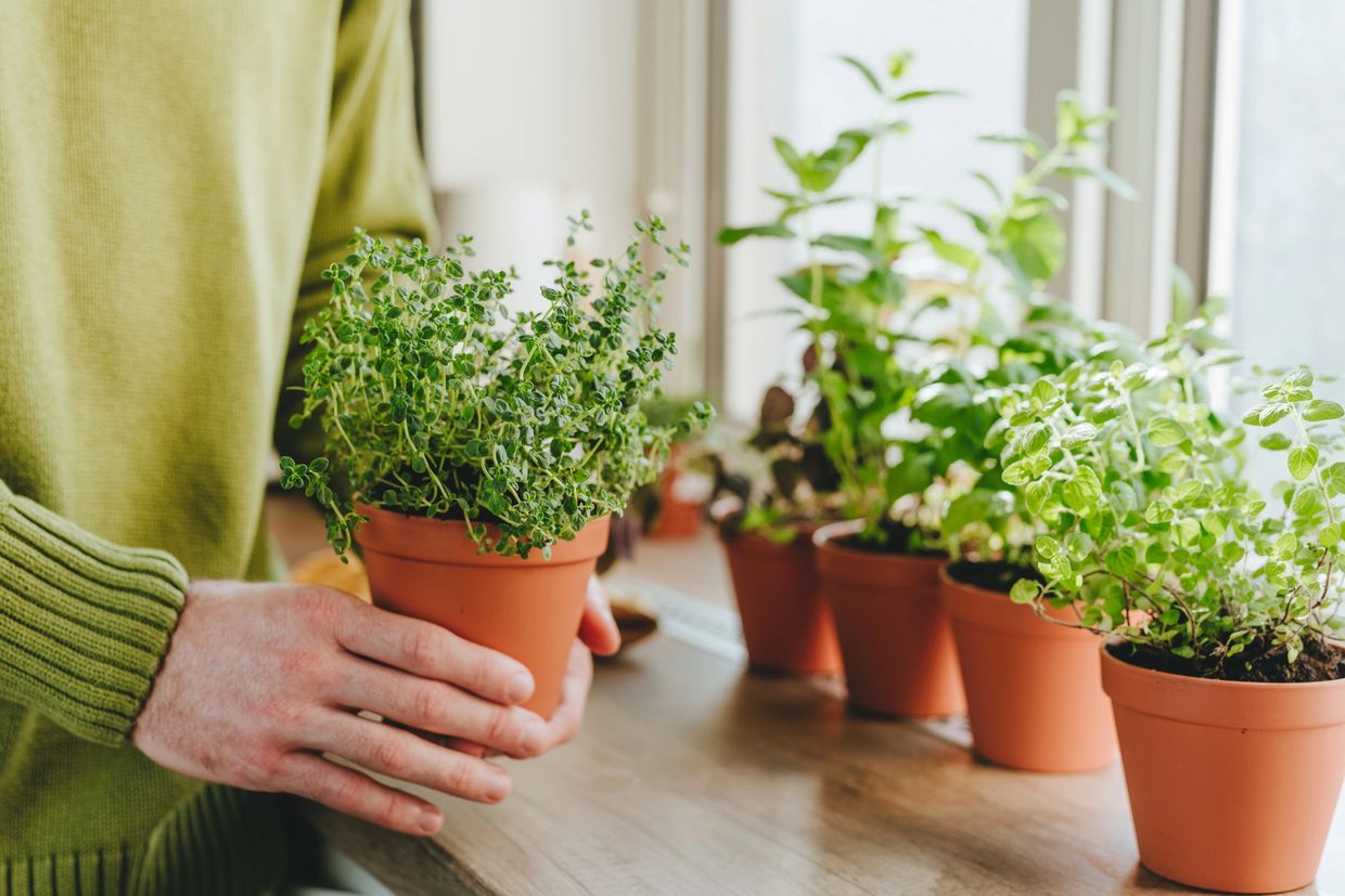 Indoor herb garden with potted thyme, mint, and oregano on a sunny windowsill. A person holds a smal