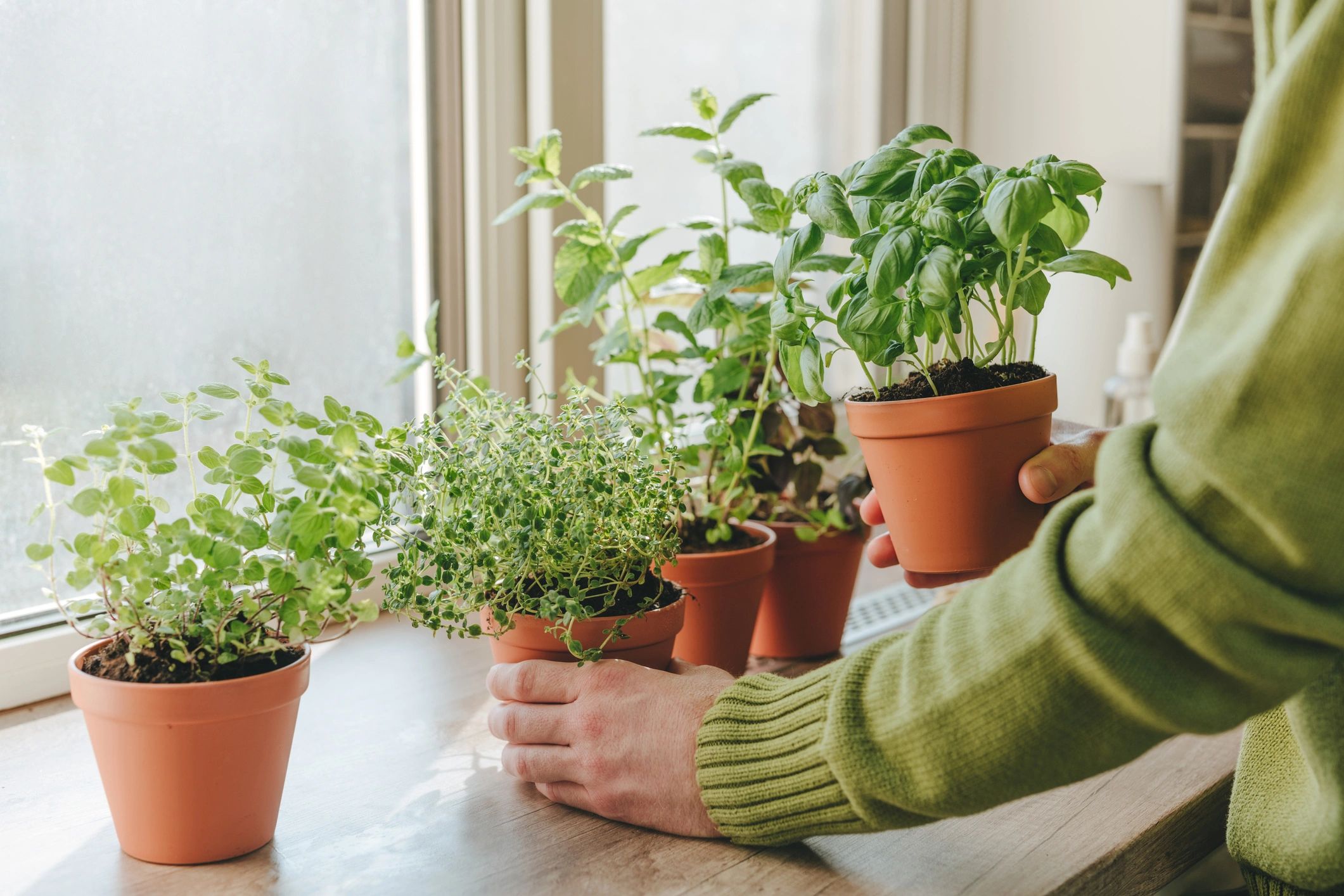 Indoor potted herbs on a sunny windowsill.