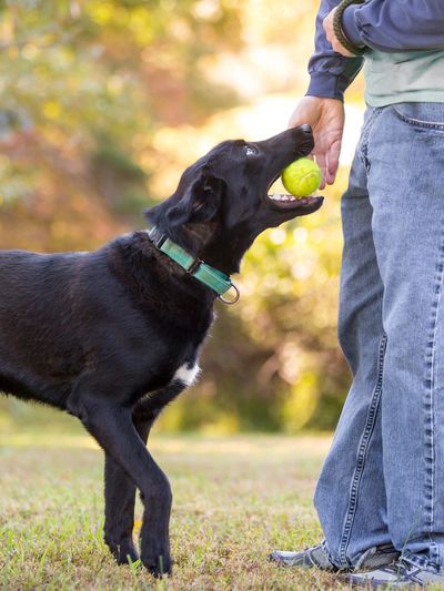 A black labrador retriever gives a ball to a handler.