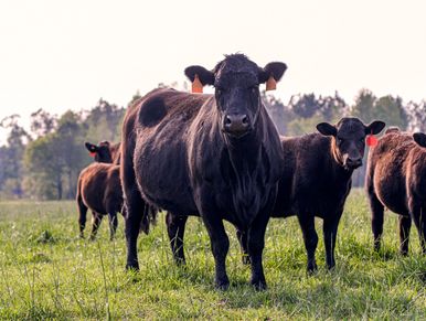 Beef Cattle Feed in Ohio Beef Supplements for sale