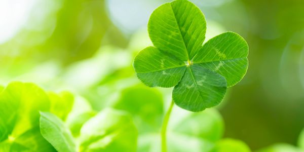 four leaf clover