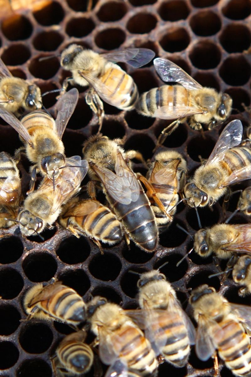 Queen bee with her workers