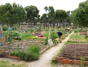 Community garden with people tending plants and trees in the background.