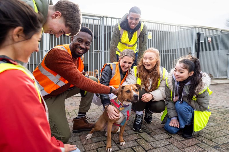 Group of teenagers volunteering at an animal shelter in the North East of England. They are wearing high vis vests standing outdoors crouching around a dog, petting it.