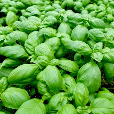 Aromatic herbs and vibrant edible flowers, handpicked for chefs, caterers, and gourmet kitchens