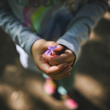 Child holding a small purple flower gently in their hands.