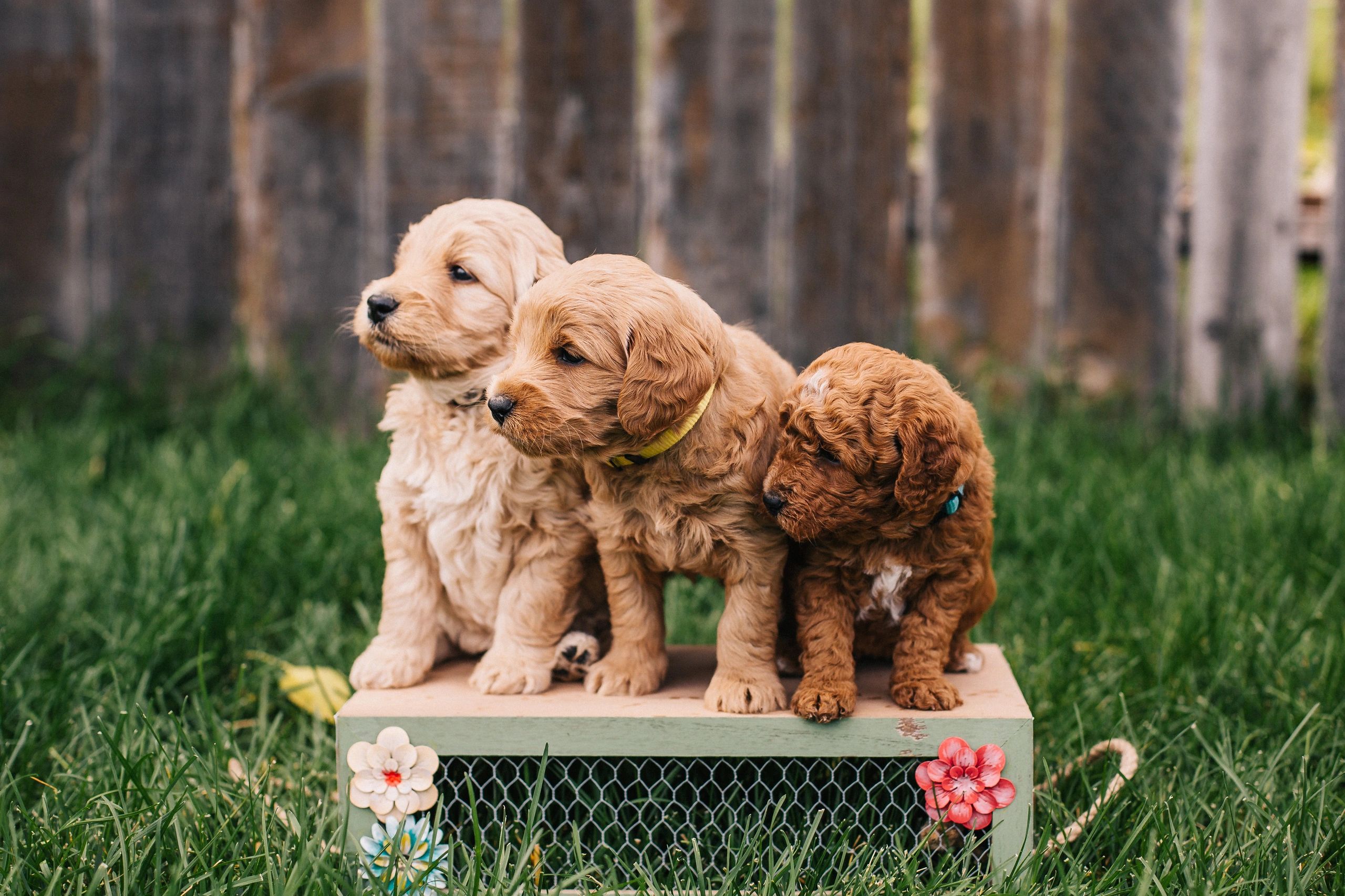 Goldendoodle adoption