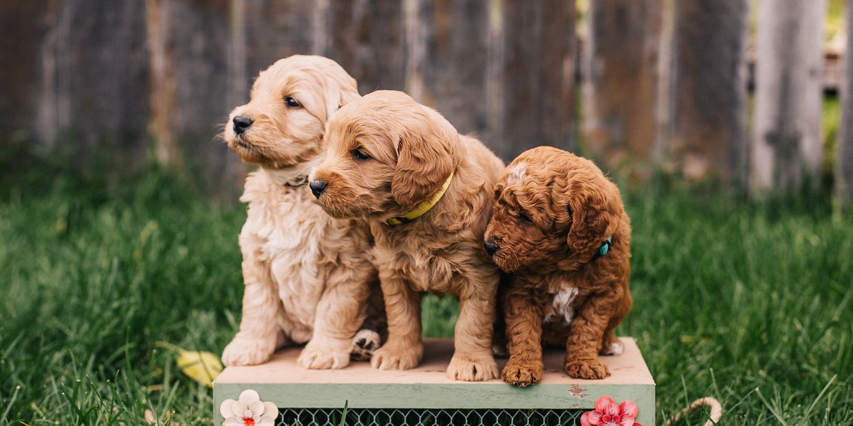 Three goldendoodle puppies sitting on a box in a yard with a green background and brown fence