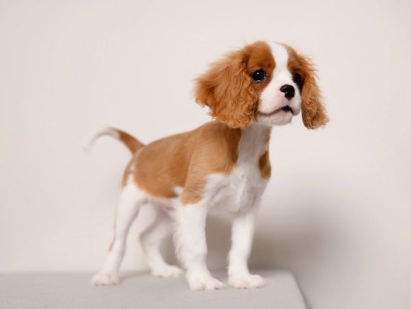 Cute brown and white puppy standing.
