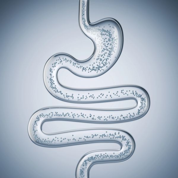 Transparent model of the human digestive tract with bubbles inside.