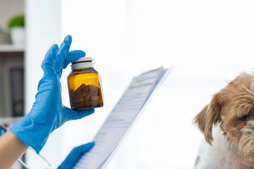 Vetrinarian is explaining medication to dog owner. online pet pharmacy