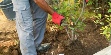 skilled team performing landscaping