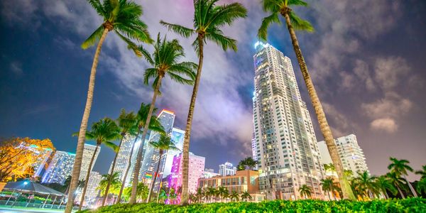 Miami beach-side view from behind palm trees