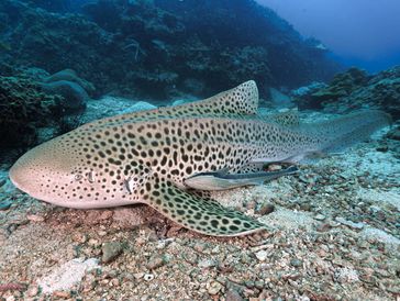 Leopard shark resting on the bottom