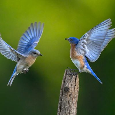 Two bluebirds interacting near a tree stump.