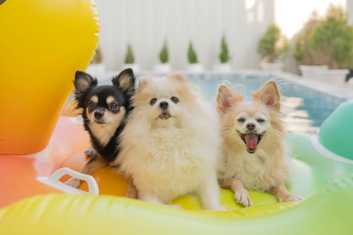 Four small dogs dressed in colorful hoodies sitting against a white background.
