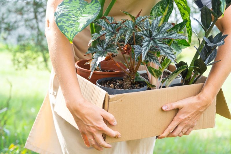 Florist packs potted house plants into a box for delivery to the buyer. Sale, safe shipment of plants from the store, parcel. Flower shop, home small business, plant nursery