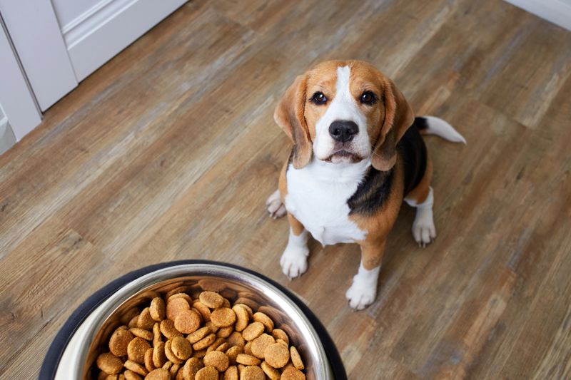 A beagle dog sits on the floor and looks at a bowl of dry food. Waiting for feeding. Top view.