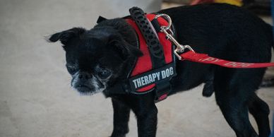Small black therapy dog wearing a red harness and leash.