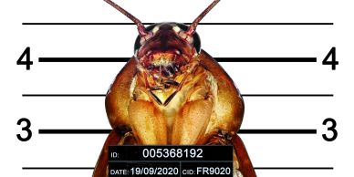 Close-up of a cockroach in a mugshot style with ID and date details.