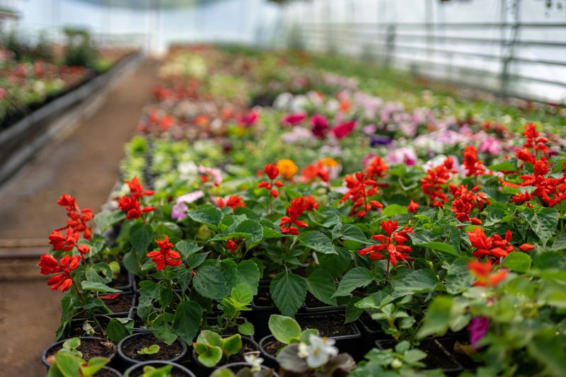 Flower nursery with potted flowers of few kinds