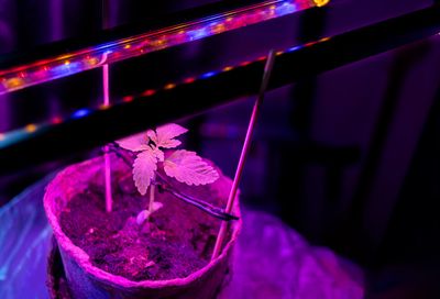 Cannabis plant under grow light. 