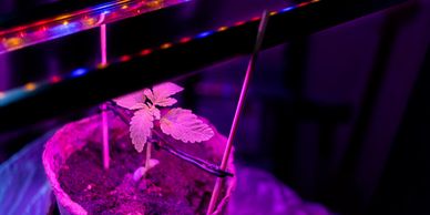 Cannabis plant under grow light. 