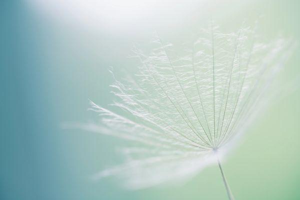 Dandelion in transition ready to release unnecessary aspects to grow new seeds