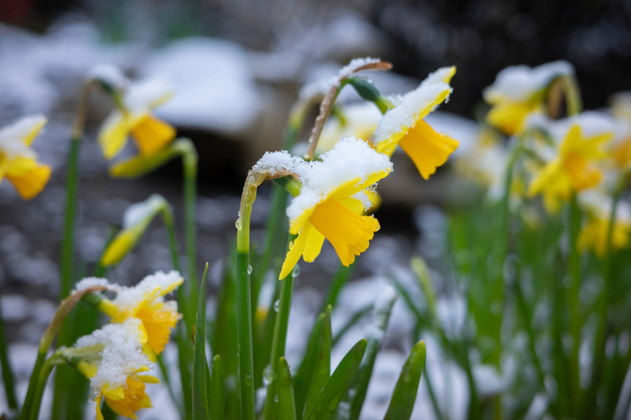 Spring Flower Bed Prep Tips for Central NH