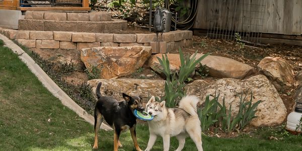 Two dogs playing tug-of-war with a toy in a backyard.