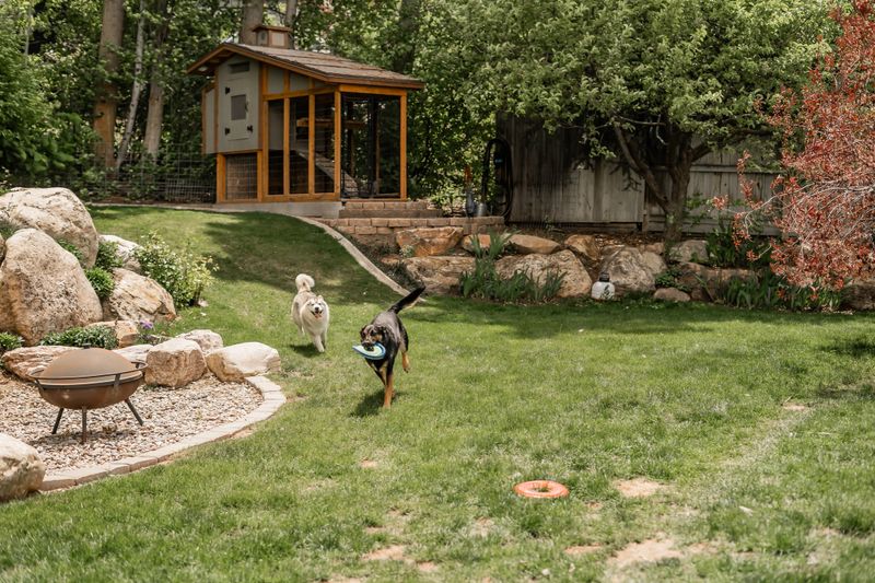 Two Adorable Dogs Playing Chase With Toy Backyard