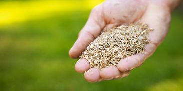 Hand holding a pile of dry seeds.