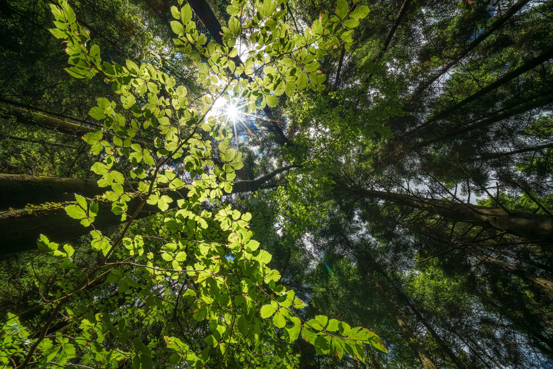 Sky Hawk Walks , Forest Bathing in New Jersey and Beyond