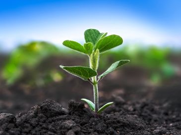 If you don't remember your roots, you may lose track of where you're growing.