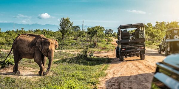 Elephant Near the Roads of Sri Lanka
