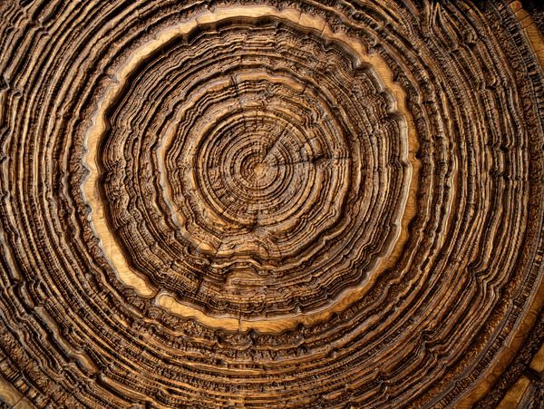 Close-up of intricate tree rings on a wooden log cross-section.