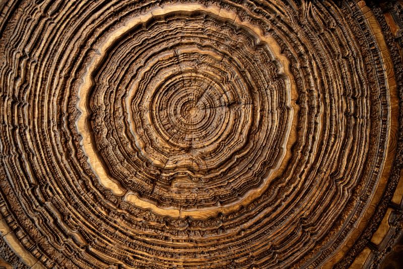 Relief of an old wooden rings oak surface close up