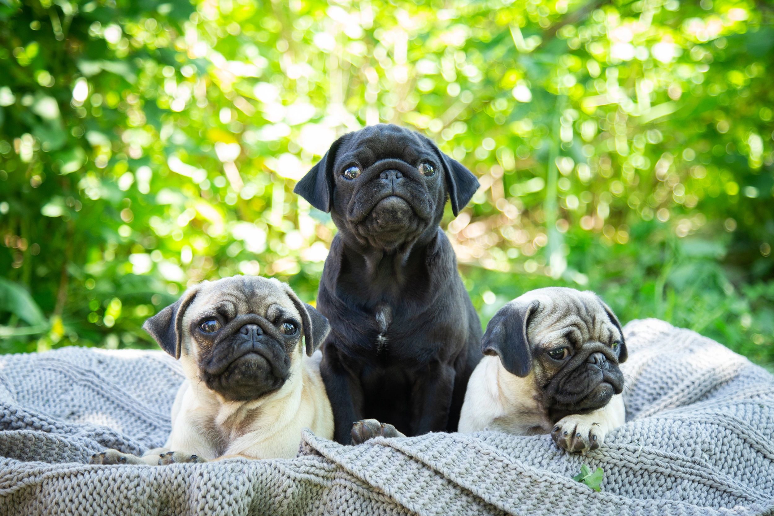 Rock Springs Pugs