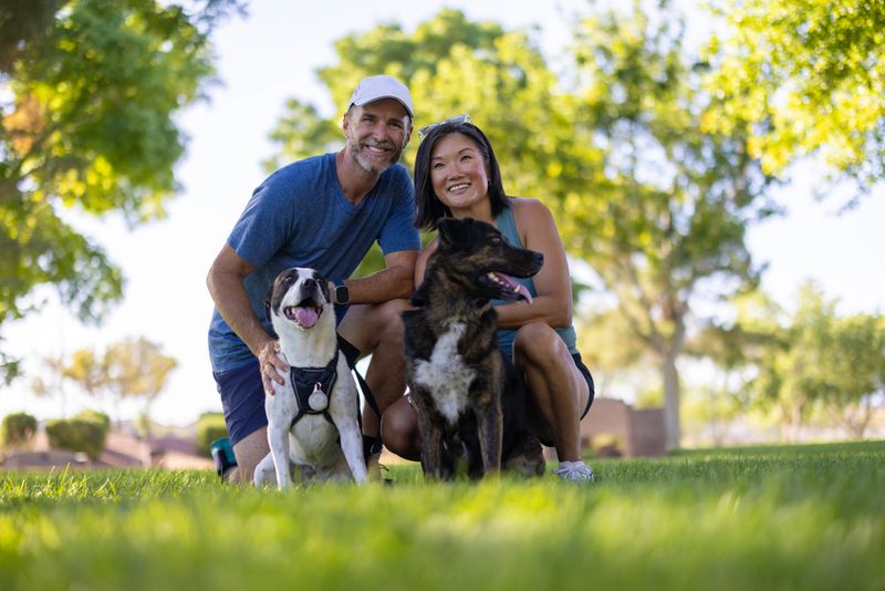 A couple walking their pet dogs in the park