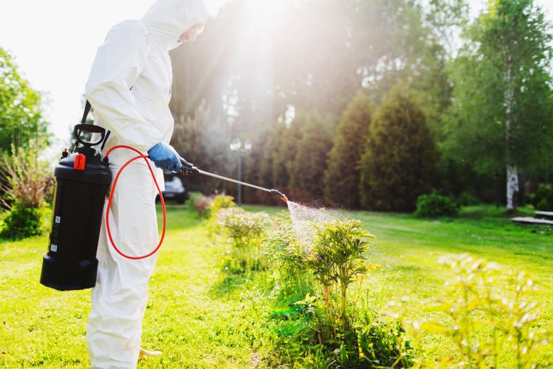Mid adult man in protection suit spraying the garden from mites, blasts, insects