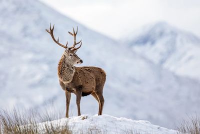 Wild stag in the snow covered mountains of Scotland
